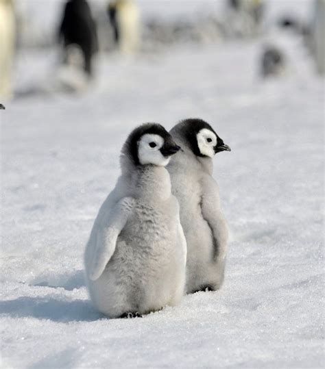 Baby Penguin Desktop Wallpaper