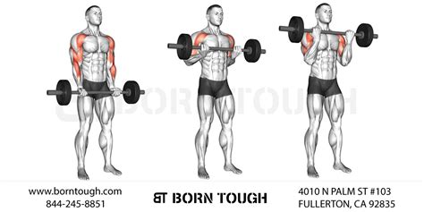 How To Train Outer Bicep Best Exercises For Bicep Long Head Born Tough