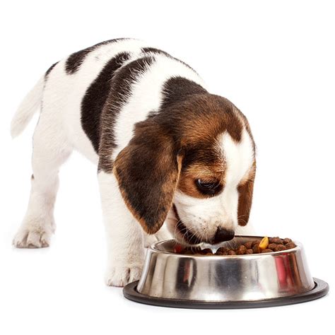 Puppy Food Diet And Weight Nutrition And Feeding Puppies