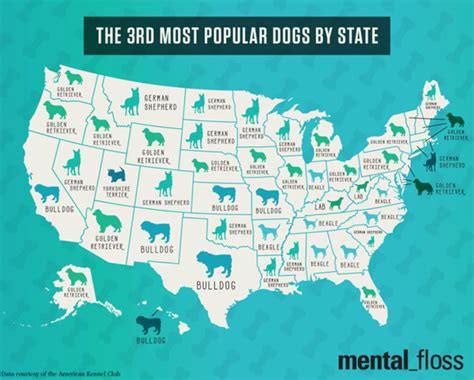 The Most Popular Dog Breeds In Each State Mental Floss