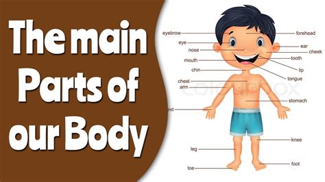 The Main Parts Of Our Body Youtube