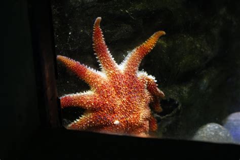 Sunflower Sea Star Pycnopodia Helianthoides Zoochat