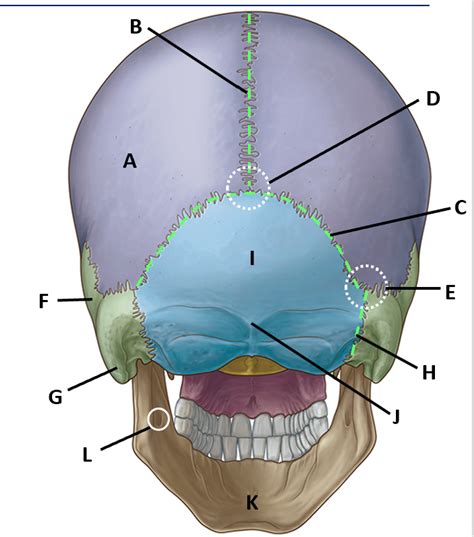 Skull Posterior View Diagram Quizlet