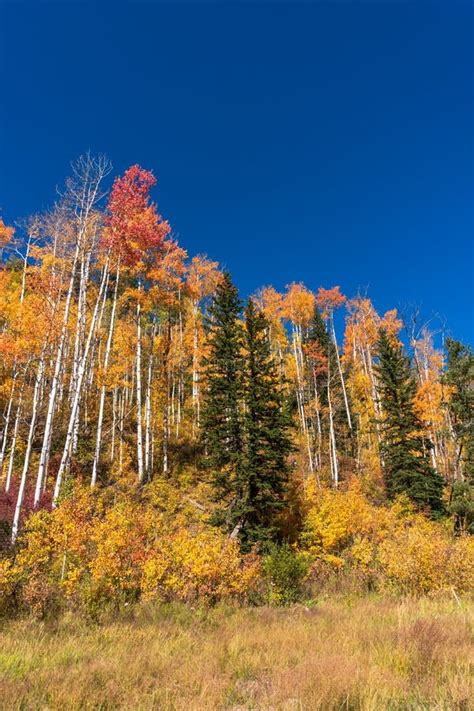 Aspen Trees With Vibrant Fall Colors In Durango Colorado Stock Photo