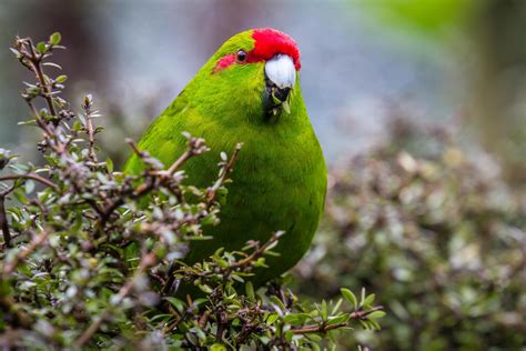 Red Fronted Parakeet Natures Eye