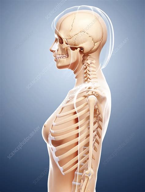 Female Skeleton Artwork Stock Image F007 3507 Science Photo Library