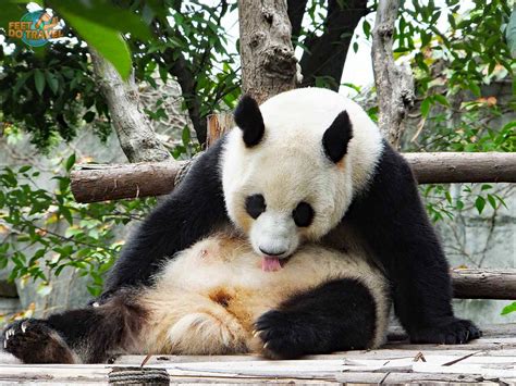 Panda Monium In Chengdu Feetdotravel