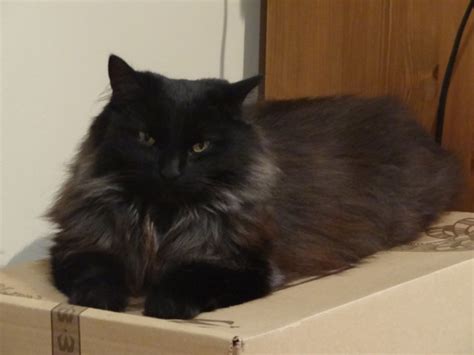 Two Gorgeous Long Haired Black Cats For Adoption York