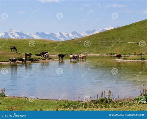 Horses And Cows In The Koruldi Lake Beautiful View Of Great Caucasus