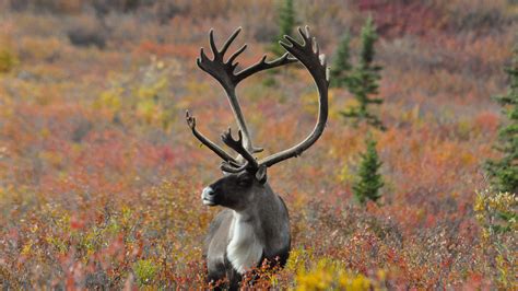 Ancient Antlers Show Caribou Calving Grounds Persist Over Millennia
