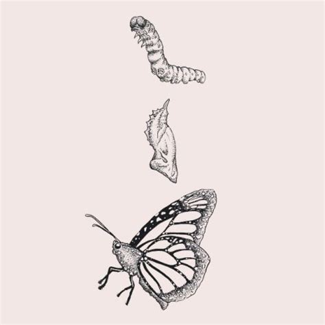 Caterpillar To Butterfly Caterpillar Tattoo Body Art Tattoos