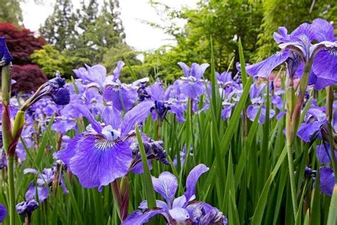 Northern Blue Flag Iris Versicolor Perennial Bog Wetland Water Etsy