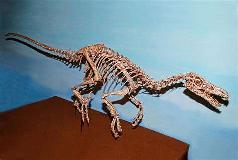 Velociraptor Skeleton Photograph By Millard H Sharp Fine Art America