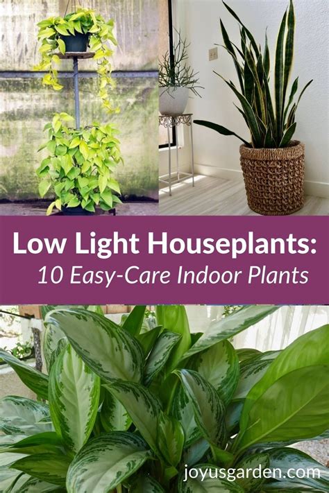 Best Low Light Indoor Plants 10 Easy Care And Low Maintenance Easy