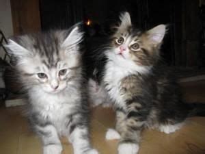 Healthy and home raised maine coon cats and kittens for sale. Maine Coon Cats For Sale | North Charleston, SC #94105