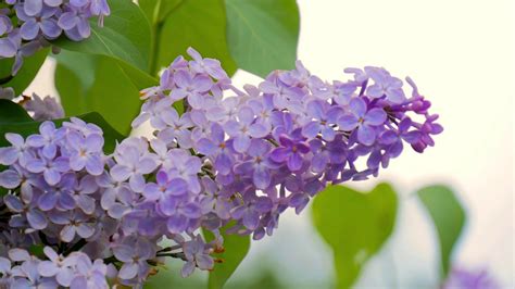 Lilac Purple Flowers Close Up Natural Seasonal Spring Floral Macro