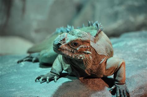 Wallpaper Iguana Lizard Reptile Hd Widescreen High Definition