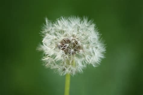 Green Dandelion Wallpapers Hd Desktop And Mobile Backgrounds