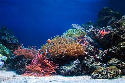 Underwater Life Photograph by Michal Bednarek