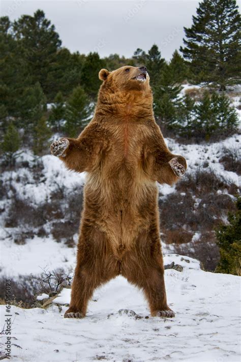 Grizzly Bear Foto De Stock Adobe Stock