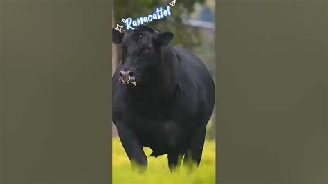 Special Gangster Cow Shiortsyoutubeshorts Ytshorts Youtube