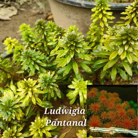 Ludwigia Pantanal Aquatic Plants Stem Shopee Philippines