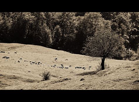 Pastoral Landscape Photograph By Bogdan M Nicolae Fine Art America