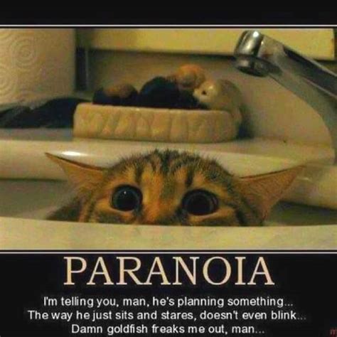 How To Stop Being Paranoid In A World Of Paranoia Betterhelp