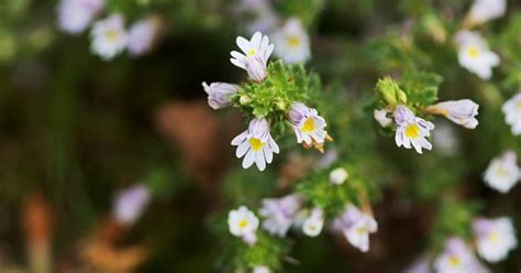 Eyebright Herb Euphrasia Officinalis Top Quality Herbs And Tinctures
