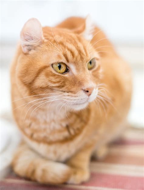 American Cat Breeds The Finest Felines From The United States