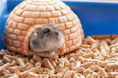 The Best Dwarf Hamster Cage My Top 6 Favorites
