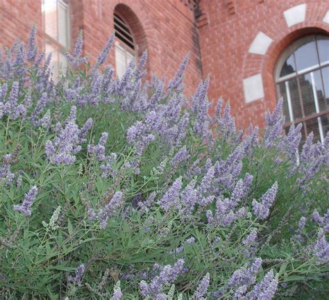 Tree Of The Week Vitex Agnus Castus Monks Pepper Chaste Tree Bear Essential News