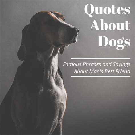 Oline Lundblad Dogs And Flowers Quotes Artist Photographs Pit Bulls