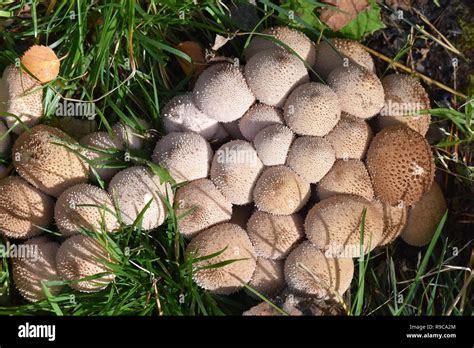 Big Group Of Common Puffball Mushroom Lycoperdon Perlatum Growing On