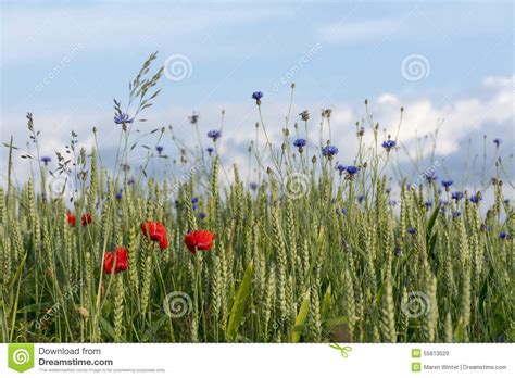 Cornflowers And Poppies In A Wheat Field Against The Blue Sky Stock