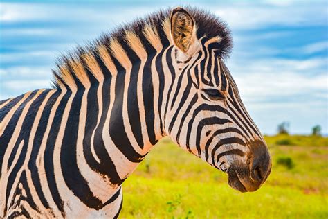 Baby Zebra in Africa - The Travel Rangers