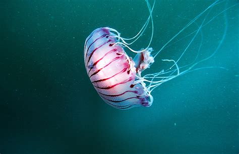 High Quality Stock Photos Of Jellyfish