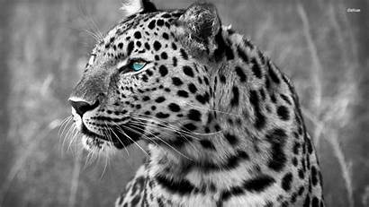 Leopard Snow Cheetah Wallpapers Backgrounds Android Desktop
