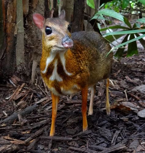 44 Hilarious Philippine Deer Puns Punstoppable