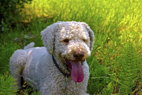 All Dog Facts Research Findings And Behaviors Of All Breeds Lagotto