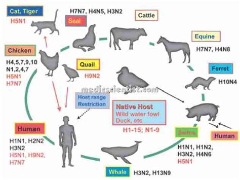 Bird Flu Avian Influenza Diagnosis Causative Virus Signs And Symptoms