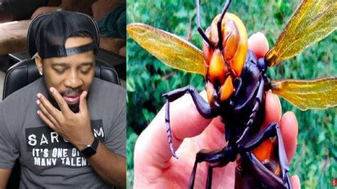 10 Most Dangerous Insects You Must Run Away From Reaction Youtube