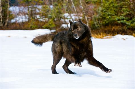 Black Wolf In Snow Facts And Photos All Wildlife Photographs