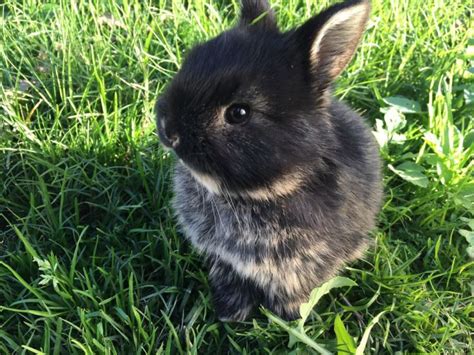 Cute Baby Rabbits For Sale Rabbits Gumtree Australia Canning Area