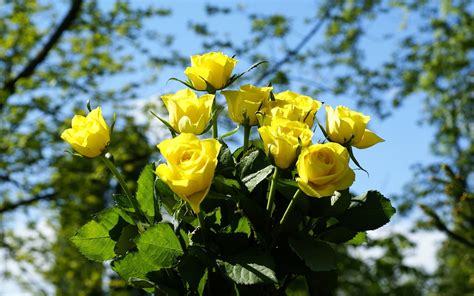 Wallpaper Sunlight Trees Flowers Nature Sky Yellow Blossom