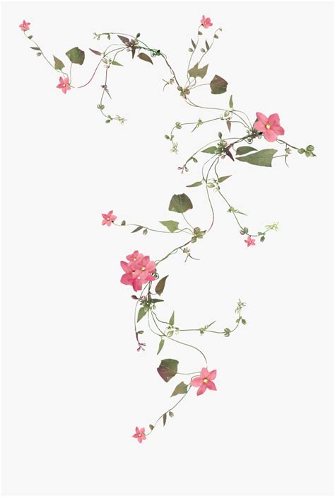 Vine Drawing Nature Drawing Plant Drawing Flower Drawing Flower