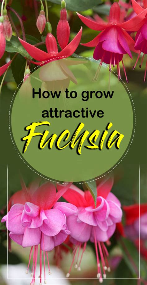 Growing Fuchsia Plant How To Grow Fuchsia In A Pot Fuchsia Care