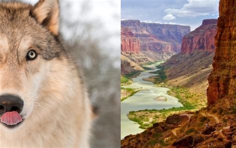White Wolf Gray Wolf Reported At Grand Canyon For First Time In