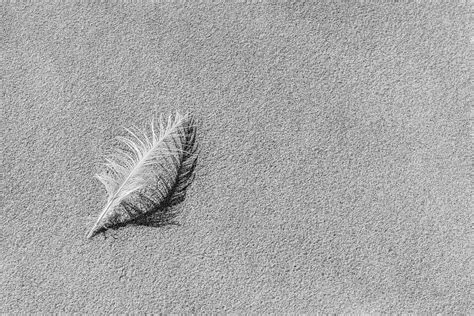 Feathering Photograph By Gina Cinardo Fine Art America