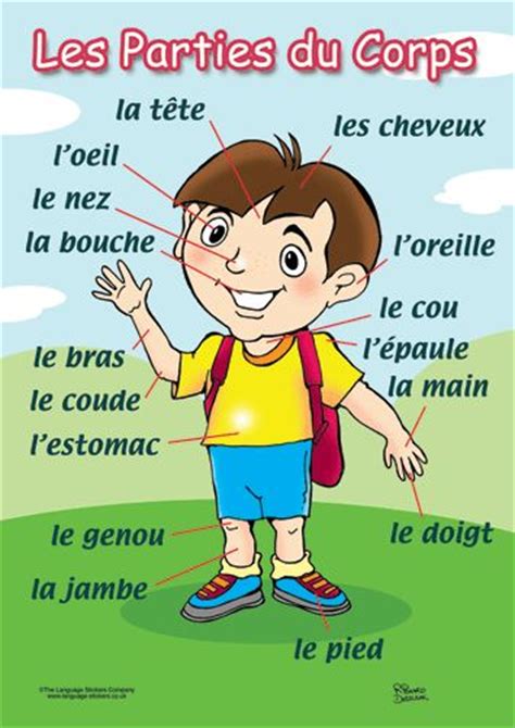 Clipart Parties Du Corps Humain 20 Free Cliparts Download Images On